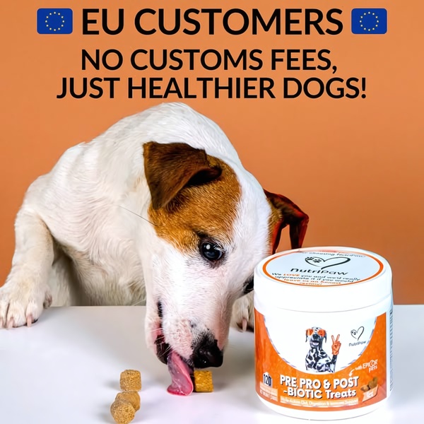 A close-up of a Jack Russell Terrier enjoying probiotic treats with a clear text overlay addressing international shipping concerns.